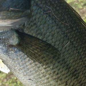 Meet your Posher, Bryce